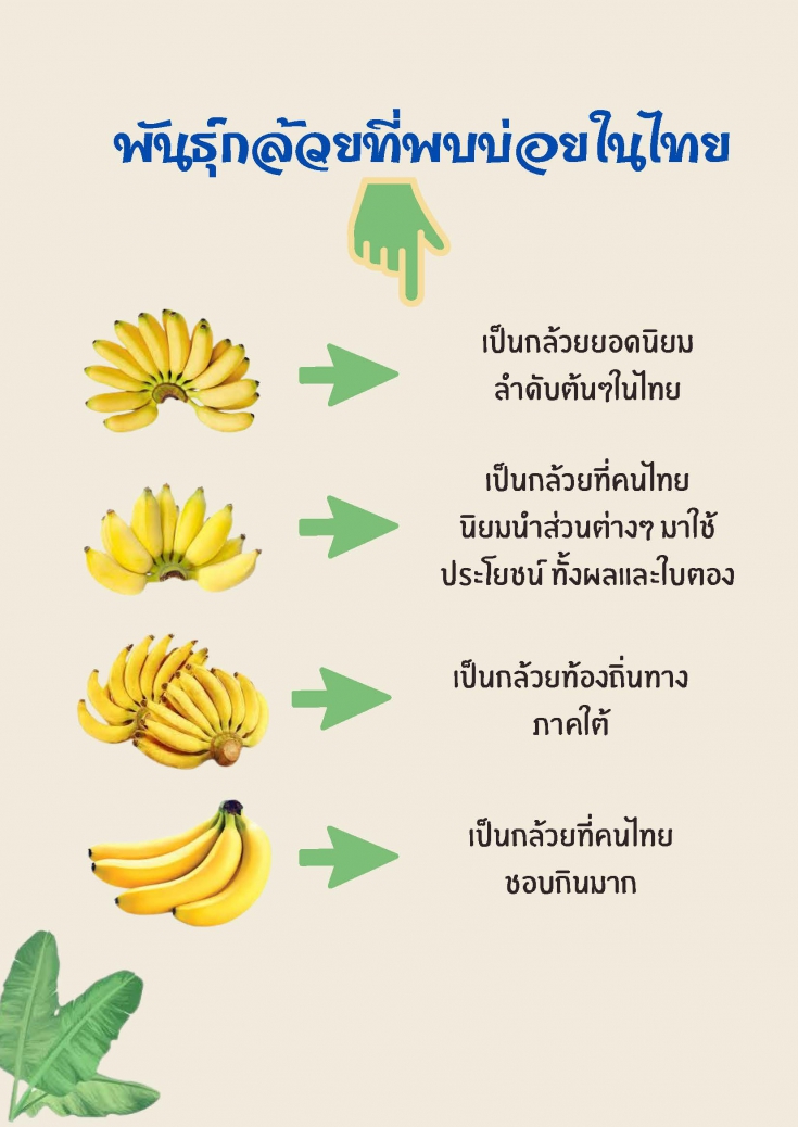 เรื่องกล้วย กล้วย