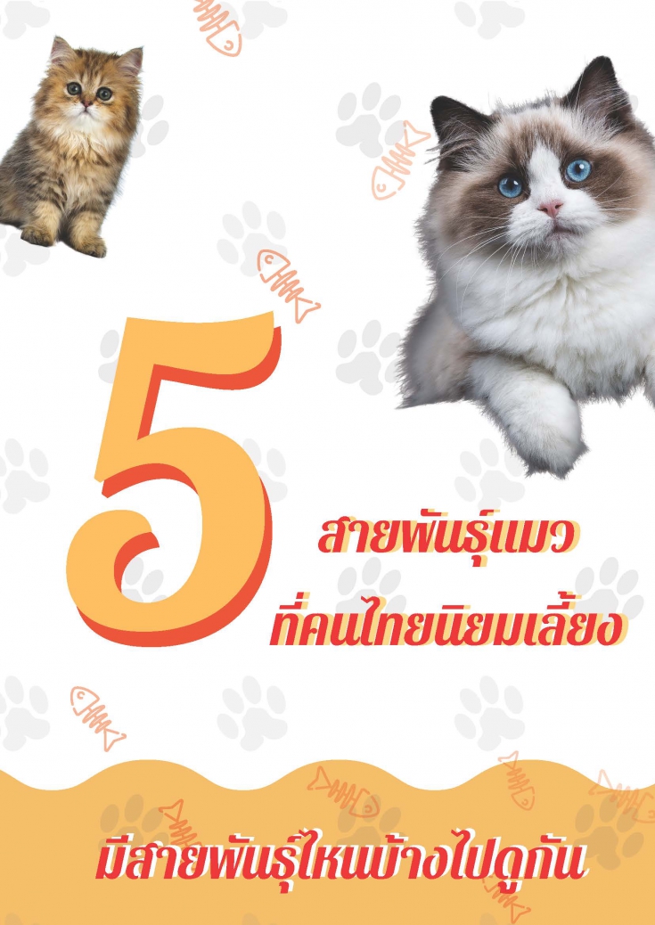 5 สายพันธุ์แมวที่คนไทยนิยมเลี้ยง